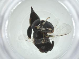  ( - CBG-A33776-E12)  @11 [ ] CreativeCommons - Attribution Share - Alike (2024) Centre for Biodiversity Genomics Centre for Biodiversity Genomics