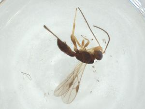  ( - CBG-A33778-D06)  @11 [ ] CreativeCommons - Attribution Share - Alike (2024) Centre for Biodiversity Genomics Centre for Biodiversity Genomics