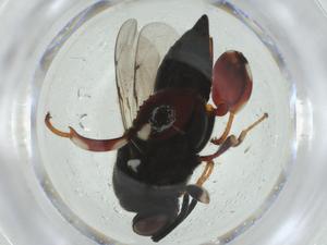  ( - CBG-A33778-D11)  @11 [ ] CreativeCommons - Attribution Share - Alike (2024) Centre for Biodiversity Genomics Centre for Biodiversity Genomics