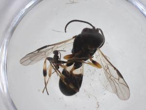  ( - CBG-A33782-D09)  @11 [ ] CreativeCommons - Attribution Share - Alike (2024) Centre for Biodiversity Genomics Centre for Biodiversity Genomics