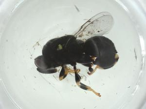  ( - CBG-A33804-B12)  @11 [ ] CreativeCommons - Attribution Share - Alike (2024) Centre for Biodiversity Genomics Centre for Biodiversity Genomics