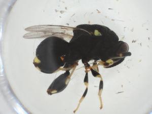  ( - CBG-A33807-C08)  @11 [ ] CreativeCommons - Attribution Share - Alike (2024) Centre for Biodiversity Genomics Centre for Biodiversity Genomics