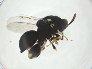  ( - CBG-A33807-H10)  @11 [ ] CreativeCommons - Attribution Share - Alike (2024) Centre for Biodiversity Genomics Centre for Biodiversity Genomics