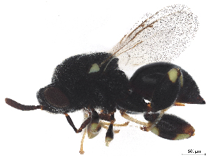  ( - CBG-A33807-H10)  @11 [ ] CreativeCommons - Attribution Share Alike (2024) CBG Photography Group Centre for Biodiversity Genomics