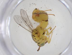  ( - CBG-A33809-F02)  @11 [ ] CreativeCommons - Attribution Share - Alike (2024) Centre for Biodiversity Genomics Centre for Biodiversity Genomics