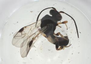  ( - CBG-A33810-A06)  @11 [ ] CreativeCommons - Attribution Share - Alike (2024) Centre for Biodiversity Genomics Centre for Biodiversity Genomics