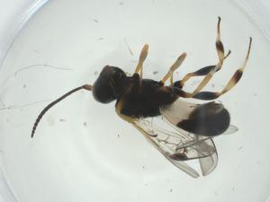  ( - CBG-A33811-A04)  @11 [ ] CreativeCommons - Attribution Share - Alike (2024) Centre for Biodiversity Genomics Centre for Biodiversity Genomics