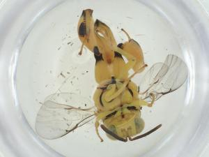  ( - CBG-A33811-B05)  @11 [ ] CreativeCommons - Attribution Share - Alike (2024) Centre for Biodiversity Genomics Centre for Biodiversity Genomics