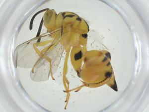  (chalJanzen01 Janzen6182 - CBG-A33811-C09)  @11 [ ] CreativeCommons - Attribution Share - Alike (2024) Centre for Biodiversity Genomics Centre for Biodiversity Genomics