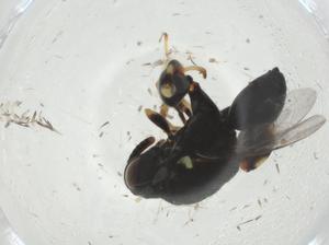  ( - CBG-A33815-B08)  @11 [ ] CreativeCommons - Attribution Share - Alike (2024) Centre for Biodiversity Genomics Centre for Biodiversity Genomics