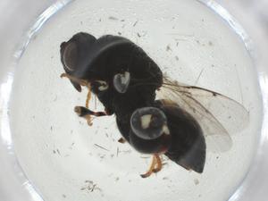  (chalMalaise01 malaise2313 - CBG-A33815-C03)  @11 [ ] CreativeCommons - Attribution Share - Alike (2024) Centre for Biodiversity Genomics Centre for Biodiversity Genomics