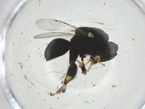  ( - CBG-A33815-E07)  @11 [ ] CreativeCommons - Attribution Share - Alike (2024) Centre for Biodiversity Genomics Centre for Biodiversity Genomics