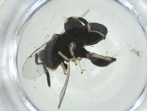  (chalMalaise01 malaise4420 - CBG-A33817-G06)  @11 [ ] CreativeCommons - Attribution Share - Alike (2024) Centre for Biodiversity Genomics Centre for Biodiversity Genomics