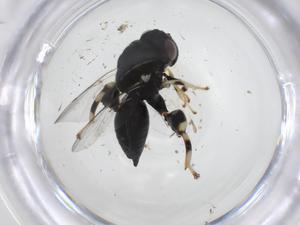  (chalMalaise01 malaise2360 - CBG-A33818-G01)  @11 [ ] CreativeCommons - Attribution Share - Alike (2024) Centre for Biodiversity Genomics Centre for Biodiversity Genomics