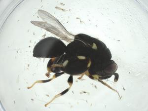  ( - CBG-A33820-F01)  @11 [ ] CreativeCommons - Attribution Share - Alike (2024) Centre for Biodiversity Genomics Centre for Biodiversity Genomics