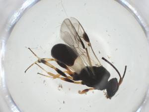  ( - CBG-A33822-E05)  @11 [ ] CreativeCommons - Attribution Share - Alike (2024) Centre for Biodiversity Genomics Centre for Biodiversity Genomics