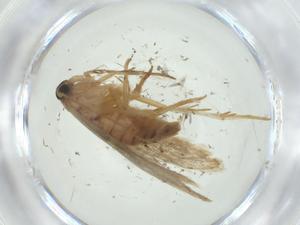  ( - CBG-A33823-G04)  @11 [ ] CreativeCommons - Attribution Share - Alike (2024) Centre for Biodiversity Genomics Centre for Biodiversity Genomics