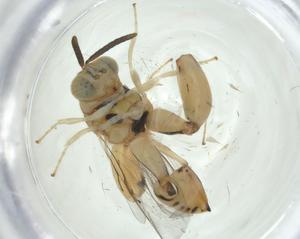  (chalMalaise01 Malaise4446 - CBG-A33823-H07)  @11 [ ] CreativeCommons - Attribution Share - Alike (2024) Centre for Biodiversity Genomics Centre for Biodiversity Genomics