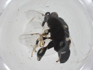  (chalMalaise01 malaise9712 - CBG-A33825-G05)  @11 [ ] CreativeCommons - Attribution Share - Alike (2024) Centre for Biodiversity Genomics Centre for Biodiversity Genomics