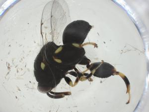  ( - CBG-A33827-G04)  @11 [ ] CreativeCommons - Attribution Share - Alike (2024) Centre for Biodiversity Genomics Centre for Biodiversity Genomics