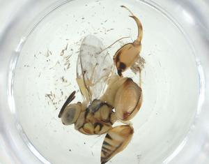  (chalMalaise01 Malaise0274 - CBG-A33828-G01)  @11 [ ] CreativeCommons - Attribution Share - Alike (2024) Centre for Biodiversity Genomics Centre for Biodiversity Genomics