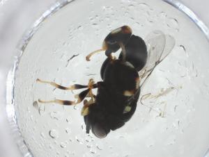  ( - CBG-A33834-C07)  @11 [ ] CreativeCommons - Attribution Share - Alike (2024) Centre for Biodiversity Genomics Centre for Biodiversity Genomics