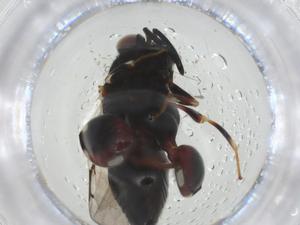  ( - CBG-A33834-F03)  @11 [ ] CreativeCommons - Attribution Share - Alike (2024) Centre for Biodiversity Genomics Centre for Biodiversity Genomics