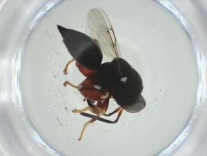  ( - CBG-A33853-E10)  @11 [ ] CreativeCommons - Attribution Share - Alike (2024) Centre for Biodiversity Genomics Centre for Biodiversity Genomics