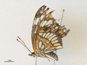  ( - CBG-A34330-E04)  @11 [ ] CreativeCommons - Attribution Share - Alike (2024) CBG Photography Group Centre for Biodiversity Genomics