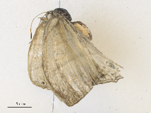  ( - CBG-A34330-E07)  @11 [ ] CreativeCommons - Attribution Share - Alike (2024) CBG Photography Group Centre for Biodiversity Genomics