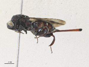  (chalMalaise01 malaise3567 - CBG-A34331-A04)  @11 [ ] CreativeCommons - Attribution Share - Alike (2024) CBG Photography Group Centre for Biodiversity Genomics