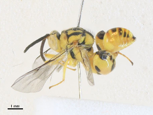  (chalMalaise01 Malaise1156 - CBG-A34331-G02)  @11 [ ] CreativeCommons - Attribution Share - Alike (2024) CBG Photography Group Centre for Biodiversity Genomics