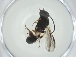  ( - CBG-A34531-D08)  @11 [ ] CreativeCommons - Attribution Share - Alike (2024) Centre for Biodiversity Genomics Centre for Biodiversity Genomics