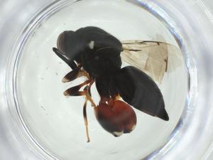  ( - CBG-A34531-H04)  @11 [ ] CreativeCommons - Attribution Share - Alike (2024) Centre for Biodiversity Genomics Centre for Biodiversity Genomics