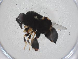  ( - CBG-A34532-C06)  @11 [ ] CreativeCommons - Attribution Share - Alike (2024) Centre for Biodiversity Genomics Centre for Biodiversity Genomics