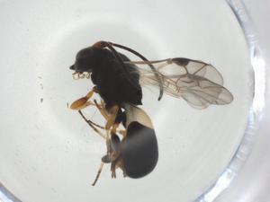  ( - CBG-A34533-G07)  @11 [ ] CreativeCommons - Attribution Share - Alike (2024) Centre for Biodiversity Genomics Centre for Biodiversity Genomics