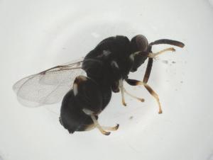  ( - CBG-A34536-A05)  @11 [ ] CreativeCommons - Attribution Share - Alike (2024) Centre for Biodiversity Genomics Centre for Biodiversity Genomics