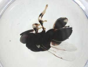  ( - CBG-A34536-H03)  @11 [ ] CreativeCommons - Attribution Share - Alike (2024) Centre for Biodiversity Genomics Centre for Biodiversity Genomics