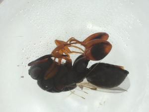  (chalMalaise01 Malaise4586 - CBG-A34537-G04)  @11 [ ] CreativeCommons - Attribution Share - Alike (2024) Centre for Biodiversity Genomics Centre for Biodiversity Genomics