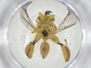  (chalMalaise01 Malaise1479 - CBG-A34539-F09)  @11 [ ] CreativeCommons - Attribution Share - Alike (2024) Centre for Biodiversity Genomics Centre for Biodiversity Genomics