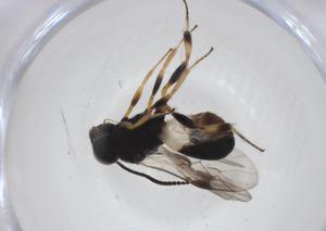  ( - CBG-A34541-C09)  @11 [ ] CreativeCommons - Attribution Share - Alike (2024) Centre for Biodiversity Genomics Centre for Biodiversity Genomics