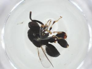  (chalMalaise01 malaise4696 - CBG-A34542-C08)  @11 [ ] CreativeCommons - Attribution Share - Alike (2024) Centre for Biodiversity Genomics Centre for Biodiversity Genomics