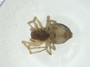  ( - CBG-A34548-G04)  @11 [ ] CreativeCommons - Attribution Share - Alike (2024) Centre for Biodiversity Genomics Centre for Biodiversity Genomics