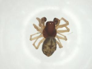  ( - CBG-A34953-E02)  @11 [ ] CreativeCommons - Attribution Share - Alike (2024) Centre for Biodiversity Genomics Centre for Biodiversity Genomics