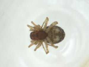  ( - CBG-A34958-H02)  @11 [ ] CreativeCommons - Attribution Share - Alike (2024) Centre for Biodiversity Genomics Centre for Biodiversity Genomics