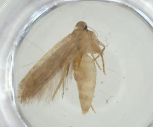  ( - CBG-A34966-E06)  @11 [ ] CreativeCommons - Attribution Share - Alike (2024) Centre for Biodiversity Genomics Centre for Biodiversity Genomics