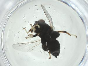  ( - CBG-A34967-H08)  @11 [ ] CreativeCommons - Attribution Share - Alike (2024) Centre for Biodiversity Genomics Centre for Biodiversity Genomics