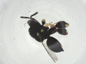  ( - CBG-A34968-B12)  @11 [ ] CreativeCommons - Attribution Share - Alike (2024) Centre for Biodiversity Genomics Centre for Biodiversity Genomics