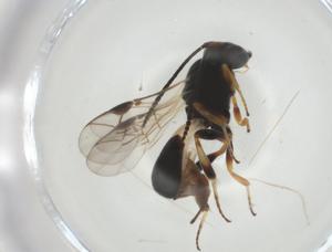  ( - CBG-A34968-D03)  @11 [ ] CreativeCommons - Attribution Share - Alike (2024) Centre for Biodiversity Genomics Centre for Biodiversity Genomics