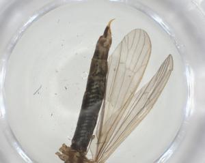  (Chetogena Malaise4656 - CBG-A34968-D09)  @11 [ ] CreativeCommons - Attribution Share - Alike (2024) Centre for Biodiversity Genomics Centre for Biodiversity Genomics
